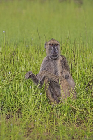 Ruaha National Park: 3-Day Camping Safari