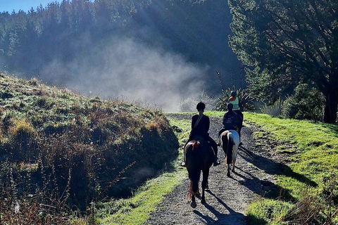 Auckland: Honey Center, Horse Riding & Sheep World Tour