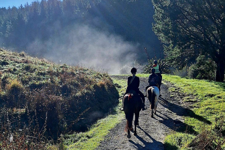 Auckland: Honey Center, Horse Riding & Sheep World Tour