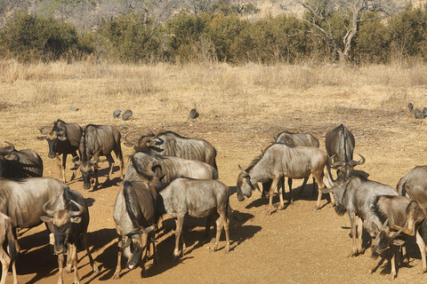From Johannesburg: Lion & Safari Park Guided Game Drive