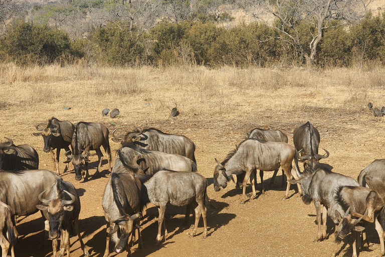From Johannesburg: Lion & Safari Park Guided Game Drive