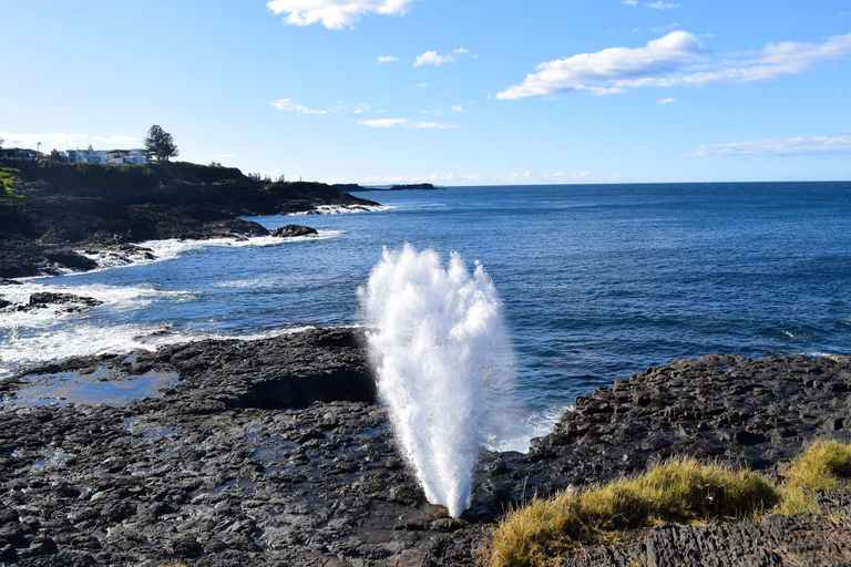 Sydney Secret Coastline: Kiama Blowhole, Wollongong Wildlife Shared Tour, Meet at Furama Darling Harbour