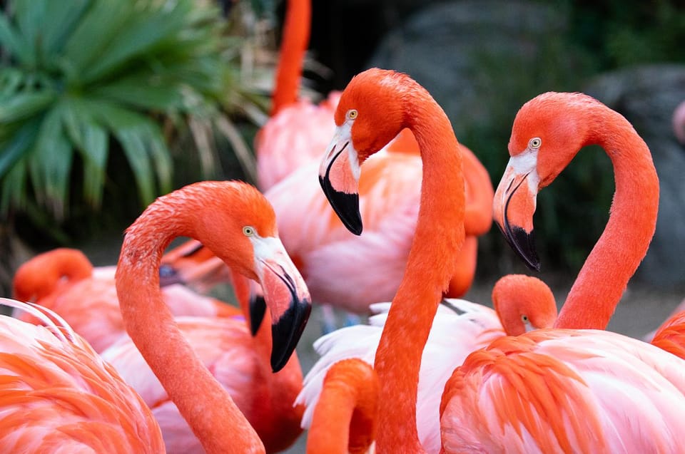 New Orleans: Audubon Zoo Ticket and Combination Option | GetYourGuide