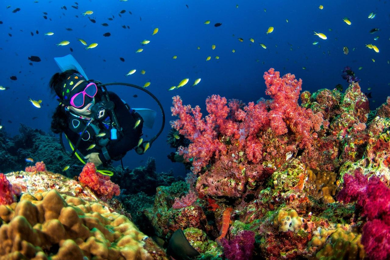 3 Fun Dives for Certified King Cruiser wreck and Koh Dok Mai