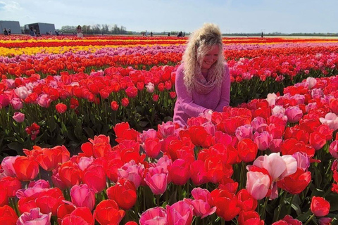 Amsterdam: Tulpenwonderland Tour