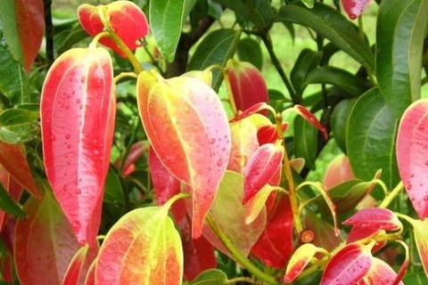 Zanzibar: Spice Farm Tour Zanzibar: Spice Farm Tour