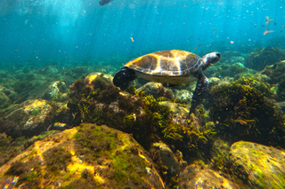 Pico Island: Guided Snorkeling Adventure with Photos