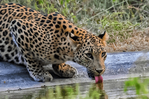 Jaipur: Same Day Jhalana Amagarh Leopard Safari Tour