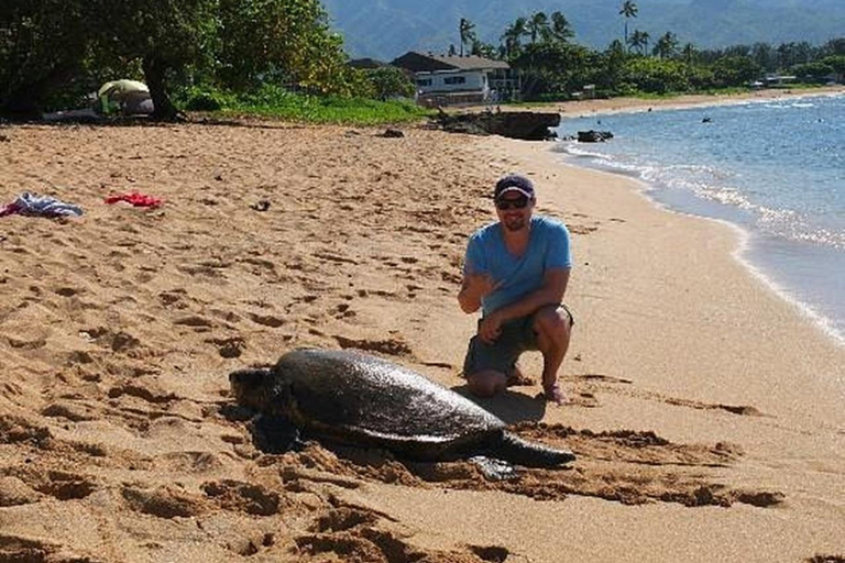 Circle Island: Swim with Turtles and Explore Paradise Oahu