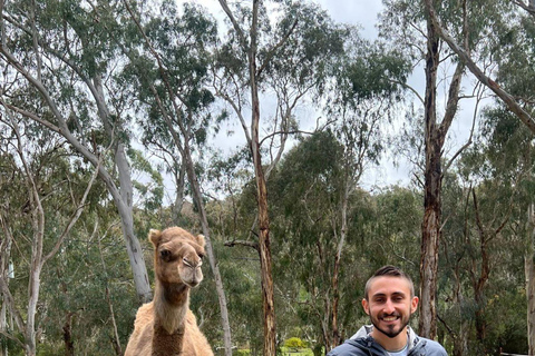 Vanuit Adelaide: Knuffel een Koala en historische Hahndorf Tour