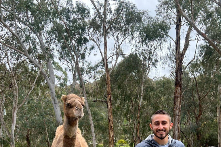 Von Adelaide aus: Kuscheln mit einem Koala und historische Hahndorf-Tour