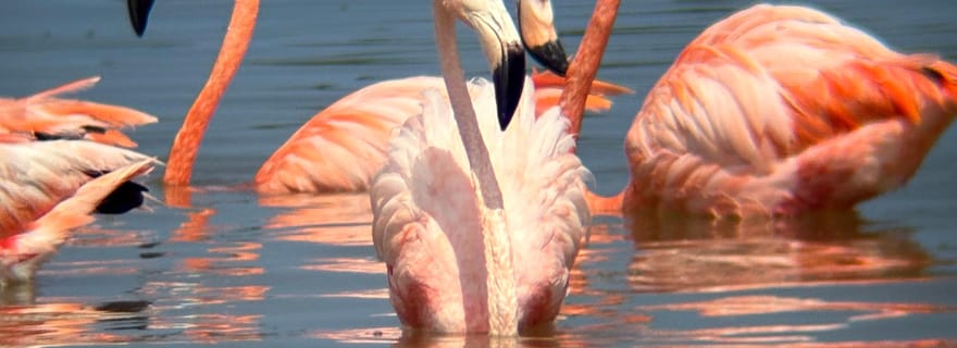 ÉCOSAFARI : explorez les mangroves, les flamants roses et les crocodiles.