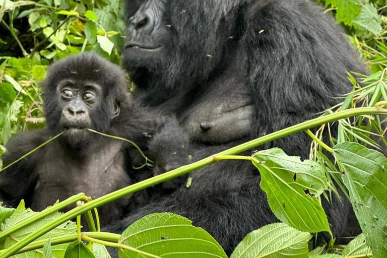 1 Day gorilla trekking safari tour, volcanoes national park.