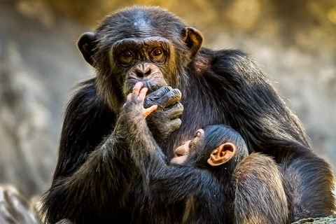 2 JOURS DE SUIVI DES CHIMPANZÉS DANS LE PARC FORESTIER DE NYUNGWE