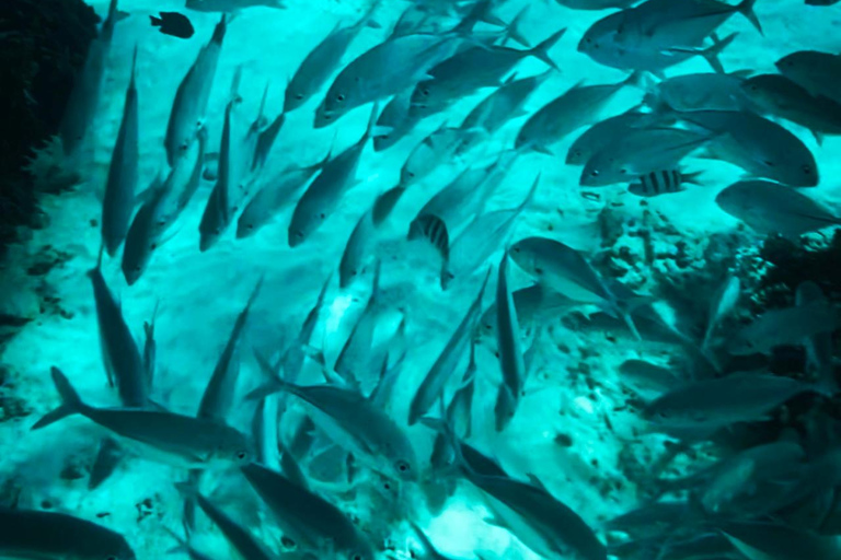 Similan Catamaran Small Group Day Tour From Phuket/Khao Lak