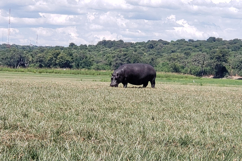 Excursión de un día completo a Chobe