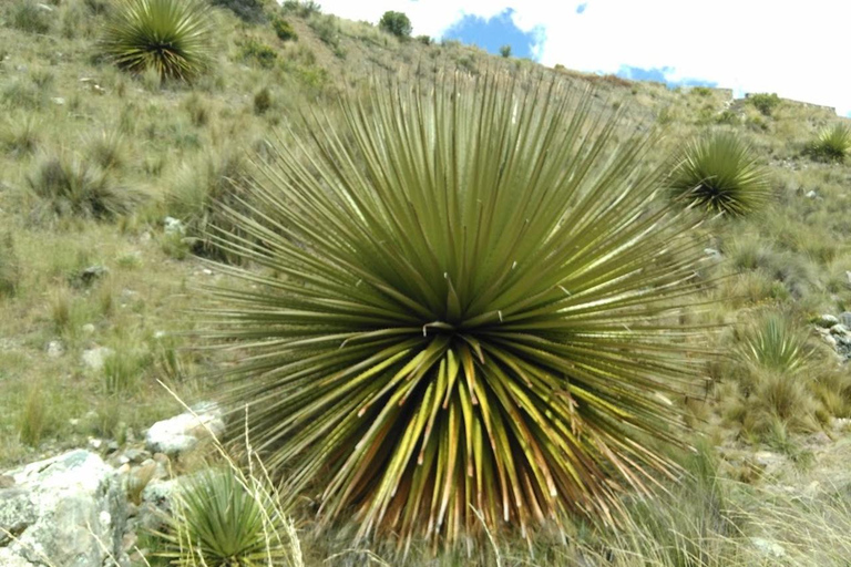 Huaraz: cały dzień z Nevado Pastoruri + woda gazowana