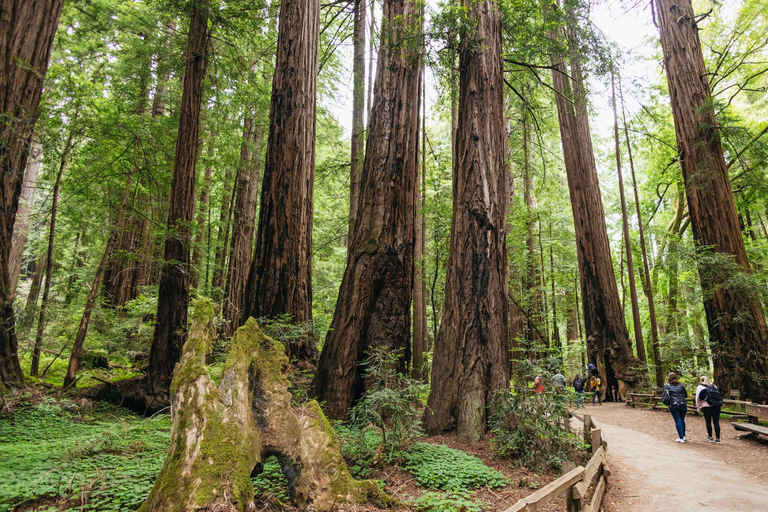 Stadsrondleiding San Francisco + Muir Woods en SausalitoSan Francisco Grand City Tour + Muir Woods en Sausalito