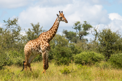 Från Johannesburg: Safari med hästridning