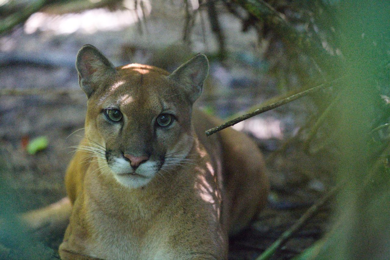 Uvita: Corcovado Rainforest & Wildlife Adventure