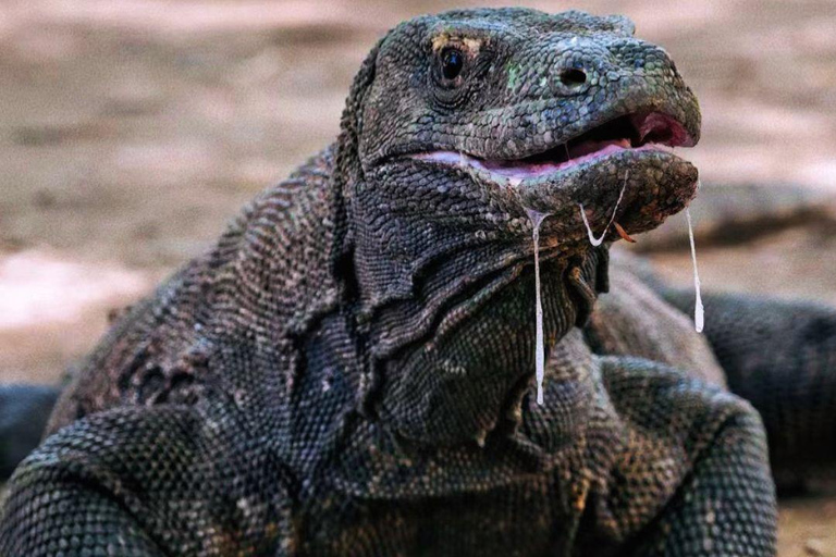 Komodo Island Shore Excursion for Cruise Ship Passengers