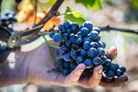 Tour privato di lusso del vino in Borgogna
