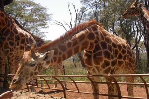 Nairobi: Elephant Orphanage & Giraffe Centre Tour Elephant Orphanage & Giraffe Centre Tour Without Entry Fee
