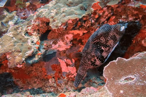 Moalboal : Scuba Diving Sardine Run and Turtle Chasing Scuba Diving: Sardine Run, Turtle Chasing &Pescador Island