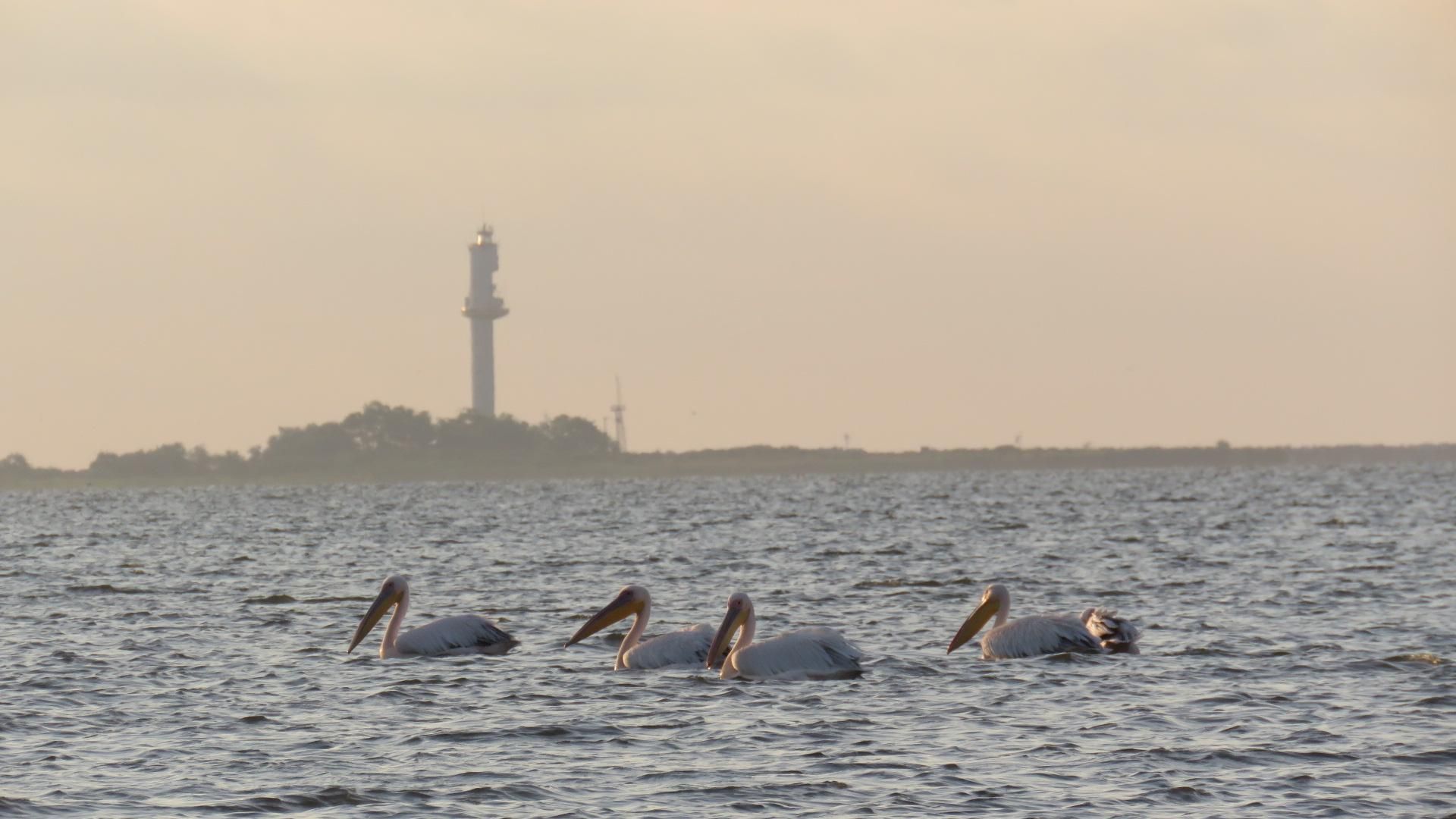 Die Magie des Donaudeltas durch die Fotolinse erforschen