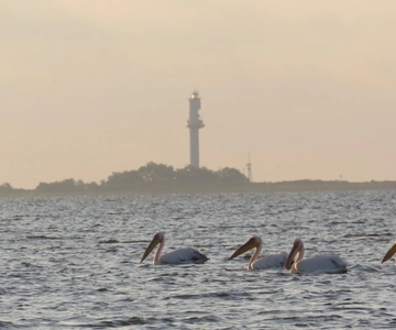 Esplorare la magia del Delta del Danubio attraverso gli obiettivi fotografici