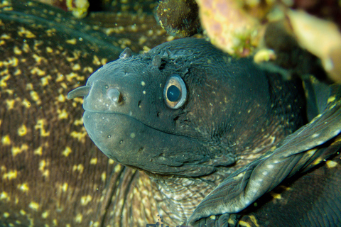 Minorque : baptême de plongée dans des eaux cristallines avec photosMinorque : Essayez la plongée sous-marine à Cala&#039;n Bosch