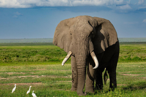 Safari di 7 giorni in Kenya e Tanzania