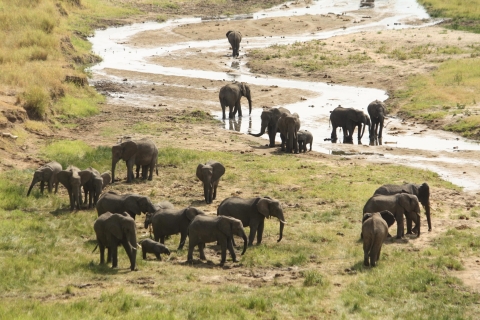 Goryle ugandyjskie i safari z dziką przyrodą + szympansy