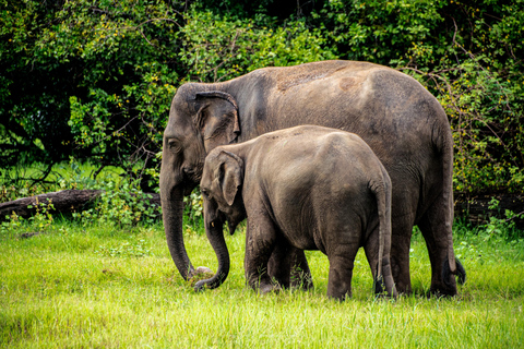 Sigiriya Rock Hike, Village Cookery Experience & Wild Safari