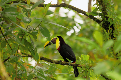 Arenal Volcano:Arenal Volcano NationalPark Bästa saker att göra