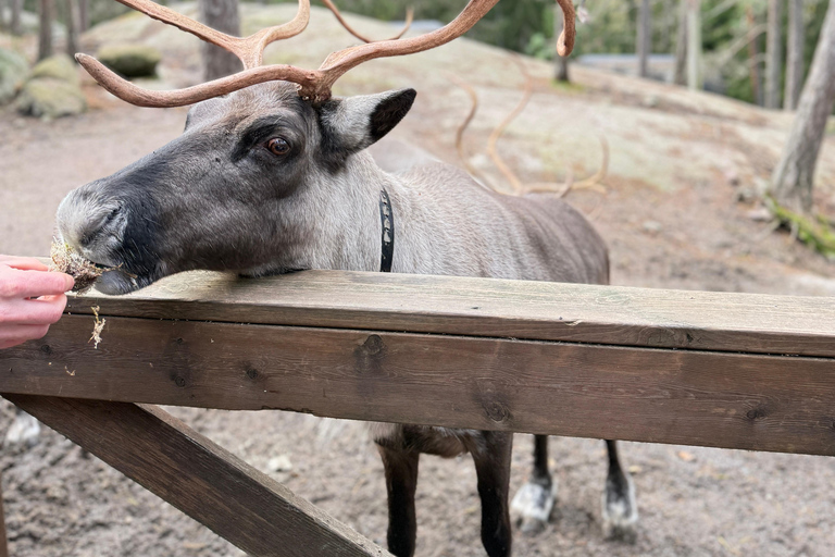 زيارة مزرعة نوكسيو للرنة – تجربة طبيعية خاصة