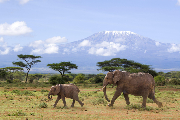 Safári de 7 dias em Masai Mara, Lago Nakuru e Amboseli em jipe 4x4