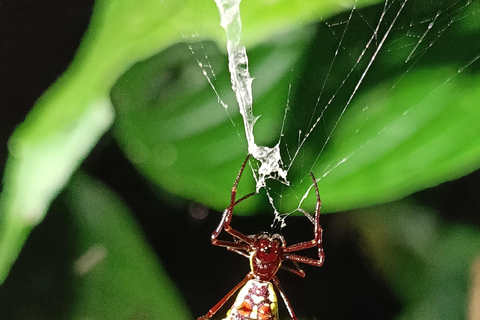 Cahuita&#039;s Tarantula Way Night Tour