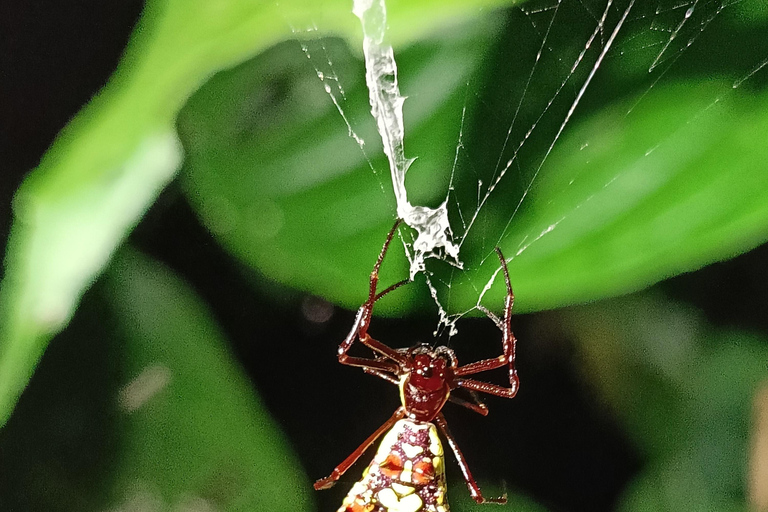 Nocna wycieczka Cahuita&#039;s Tarantula Way