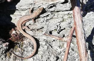 Koblenz: Der lebendige Weinberg, Natur- und Weingenuss