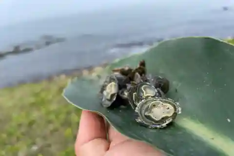 Excursion d'une journée sur la côte nord-est : Pique-nique SUP et pêche au harpon