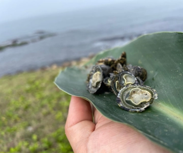 Northeast Coast day tour: SUP and Spearfishing Picnic