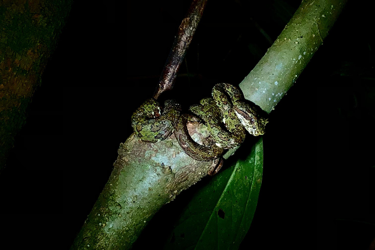 Monteverde : Visite nocturne partagée au Costa Rica