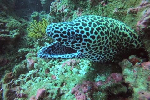 Scuba Diving in Muscat