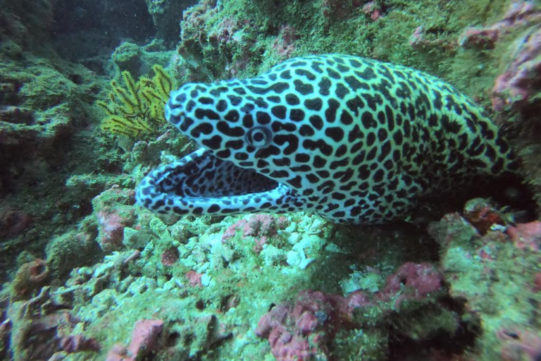 Scuba Diving in Muscat