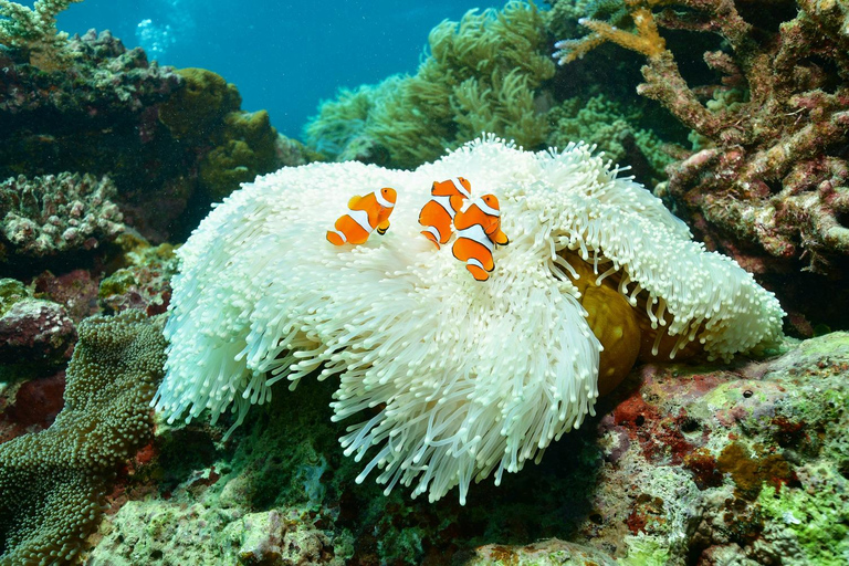 Cairns: Passeio de 2 dias no pontão da Barreira de Corais e na Ilha FitzroyCairns: 2 dias de passeio no pontão da Barreira de Corais e na Ilha Fitzroy