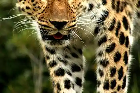 Kenia: Safari de acampada de 6 días en grupo reducido