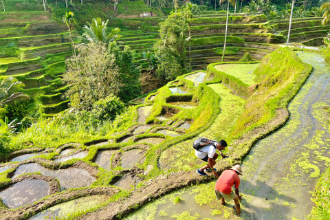 Ubud privato: Cascate, tempio dell&#039;acqua, terrazza di risoTour di un giorno (10-12 ore di tour), escluse le tariffe dei biglietti d&#039;ingresso