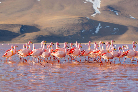 Från Uyuni: Laguna Colorada och Salar de Uyuni 3-dagars + måltiderSpansk rundtur (alternativ 1)