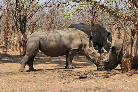 Rhino Walk & Game Drive Safari in Mosi oa Tunya NP